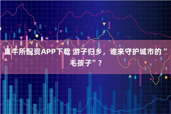 真牛所配资APP下载 游子归乡，谁来守护城市的“毛孩子”？